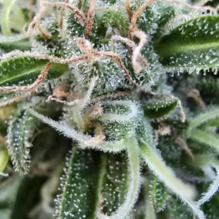 Californian Snow Auto Outdoor 2025