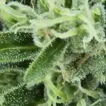 Californian Snow Auto Outdoor 2025