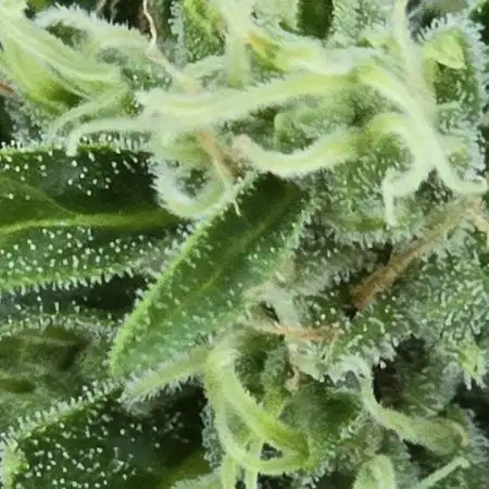 Californian Snow Auto Outdoor 2025