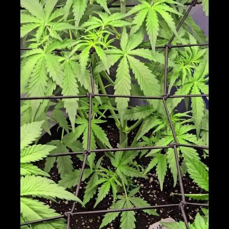 Auto Test FastBuds42 sponsored