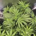 Auto Test FastBuds42 sponsored