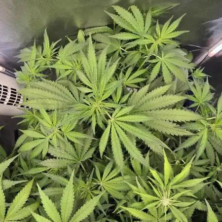 Auto Test FastBuds42 sponsored