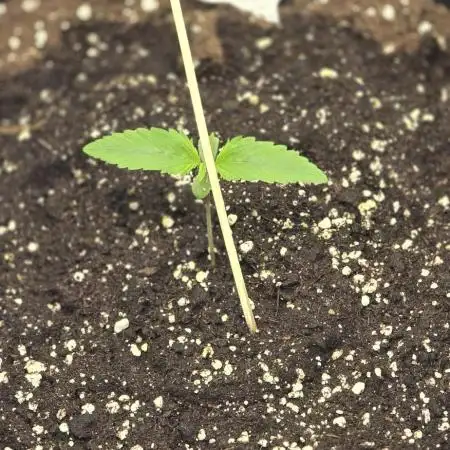 Auto Test FastBuds42 sponsored