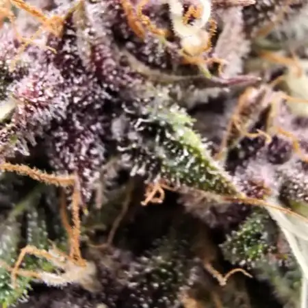 Auto Test FastBuds42 sponsored