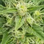 Californian Snow Auto Outdoor 2025