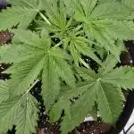 Auto Test FastBuds42 sponsored