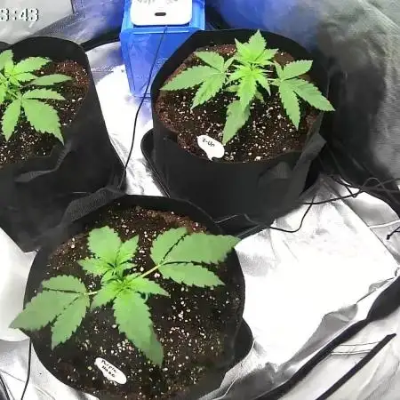 Auto Test FastBuds42 sponsored