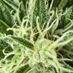 Californian Snow Auto Outdoor 2025