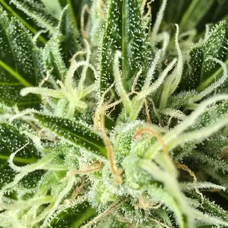 Californian Snow Auto Outdoor 2025
