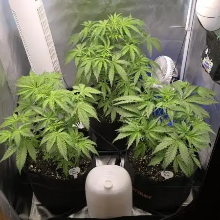 Auto Test FastBuds42 sponsored