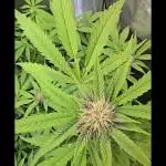 Auto Test FastBuds42 sponsored