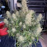  Fastbuds 