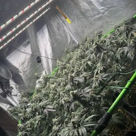 Wedding cake clone by Seed junky Genetics