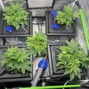 Papaya Cookies Auto | RDWC