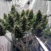 Papaya Cookies Auto | RDWC