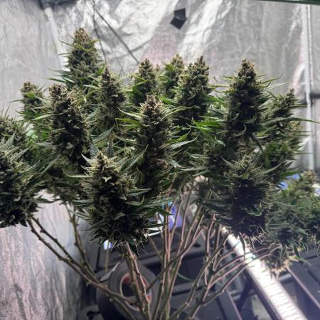 Papaya Cookies Auto | RDWC