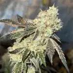 Wedding cake clone by Seed junky Genetics