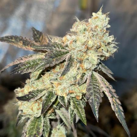 Wedding cake clone by Seed junky Genetics