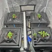 Juice Pack / Melt Mode | RDWC