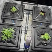 First Rdwc grow