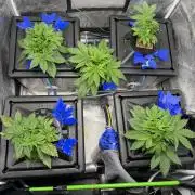 Papaya Cookies Auto | RDWC