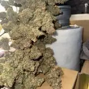 Papaya Cookies Auto | RDWC