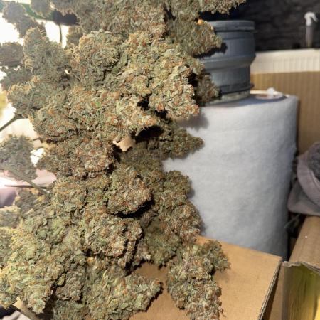 Papaya Cookies Auto | RDWC