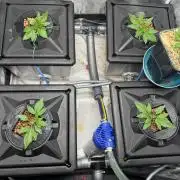 Papaya Cookies Auto | RDWC