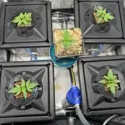 Papaya Cookies Auto | RDWC