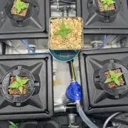 Papaya Cookies Auto | RDWC