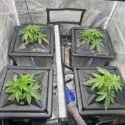 Juice Pack / Melt Mode | RDWC