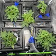 Papaya Cookies Auto | RDWC