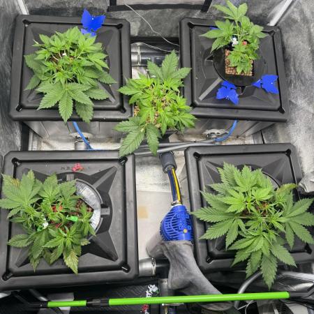 Papaya Cookies Auto | RDWC