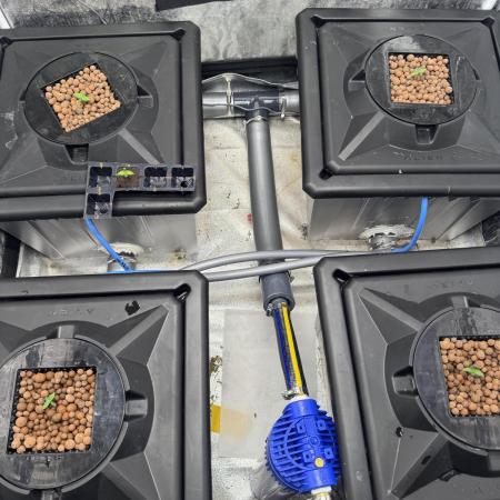 Papaya Cookies Auto | RDWC