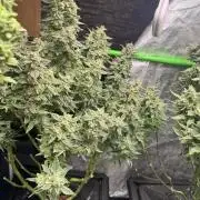 First Rdwc grow