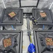 Papaya Cookies Auto | RDWC