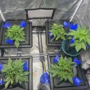 Papaya Cookies Auto | RDWC