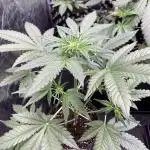 Red Strawberry Banana auto