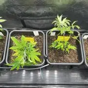 Old School Clone Run