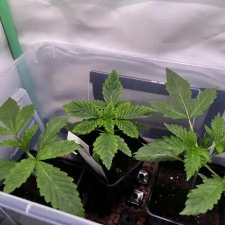 Who let the Dawgs out?