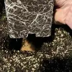 Who let the Dawgs out?