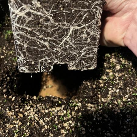 Who let the Dawgs out?