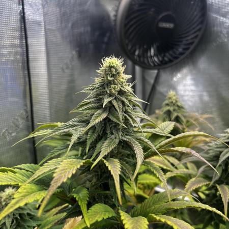 Who let the Dawgs out?