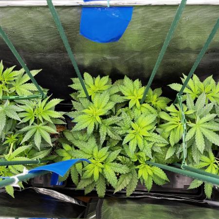 Who let the Dawgs out?