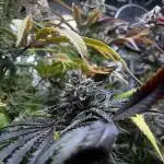 Cali-Mix