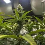 Cali-Mix
