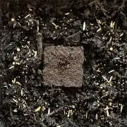 Bonus Seed Project: Orange Bud Micro