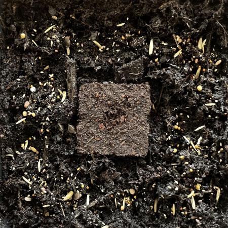 Bonus Seed Project: Orange Bud Micro
