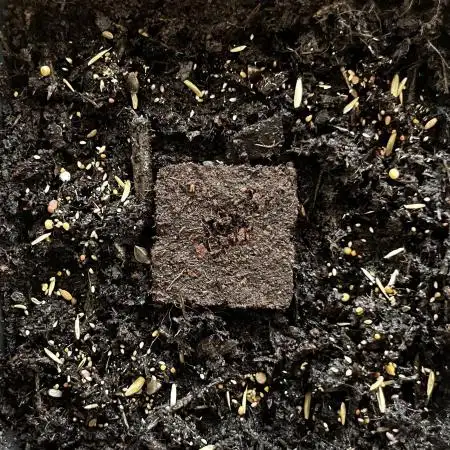 Bonus Seed Project: Orange Bud Micro