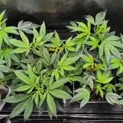 Old School Clone Run